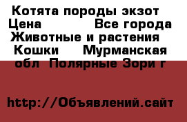 Котята породы экзот › Цена ­ 7 000 - Все города Животные и растения » Кошки   . Мурманская обл.,Полярные Зори г.